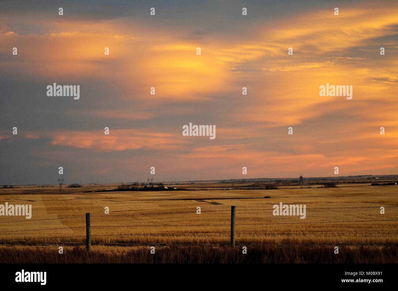 Ein wunderschöner Sonnenuntergang spiegelt Über einem goldenen Weizenfeld im südlichen Alberta nach der Ernte Zeit Stockfoto