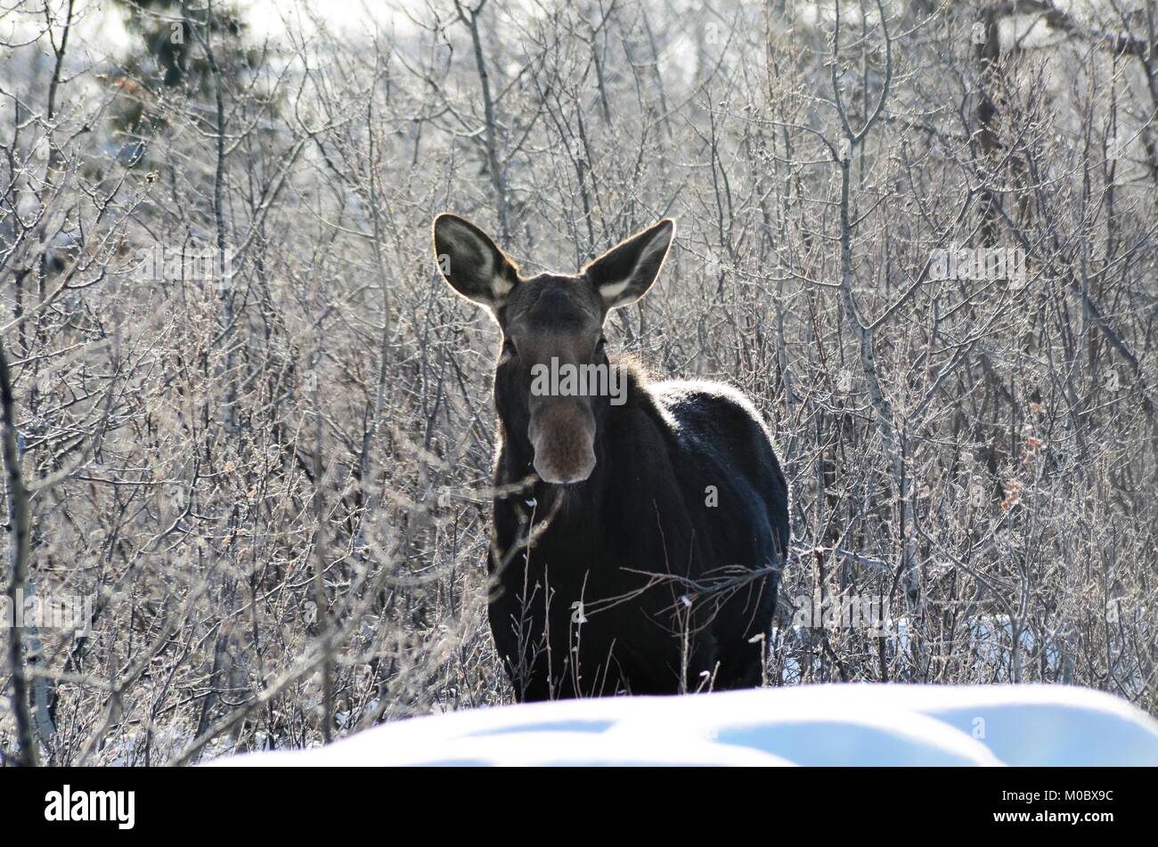 Eine Kuh, Elch, steht im weißen Schnee, von Bush, einen Blick um Snacking auf Zweigen und Ästen und Umgeben Stockfoto