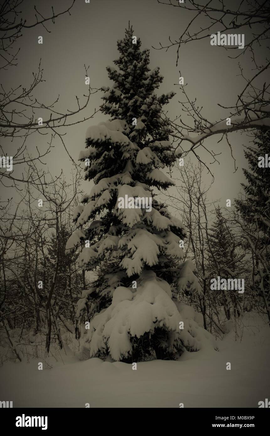 Ein hohes, Spruce Tree ist mit schweren Schnee, Wiegen ist die Zweige nach einem starken Berg Schnee Sturm abgedeckt Stockfoto