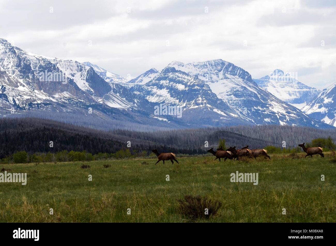 Eine Herde von wilden weiblichen Elche Überqueren einer Wiese und Weide mit einem Rocky Mountain Schnee bedeckt im Hintergrund Stockfoto