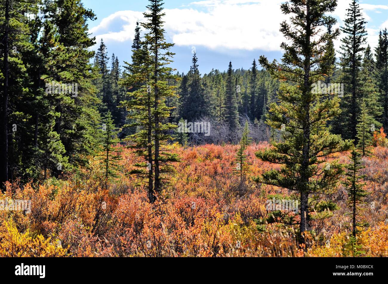 Wechsel der Jahreszeiten in der bunten Herbst Wald Stockfoto