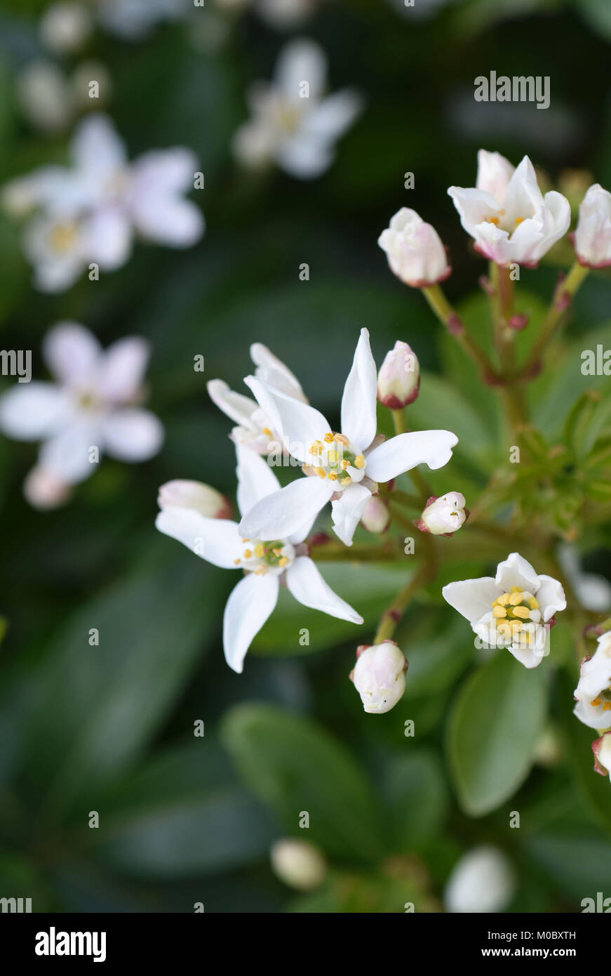 Choisya ternata Stockfoto