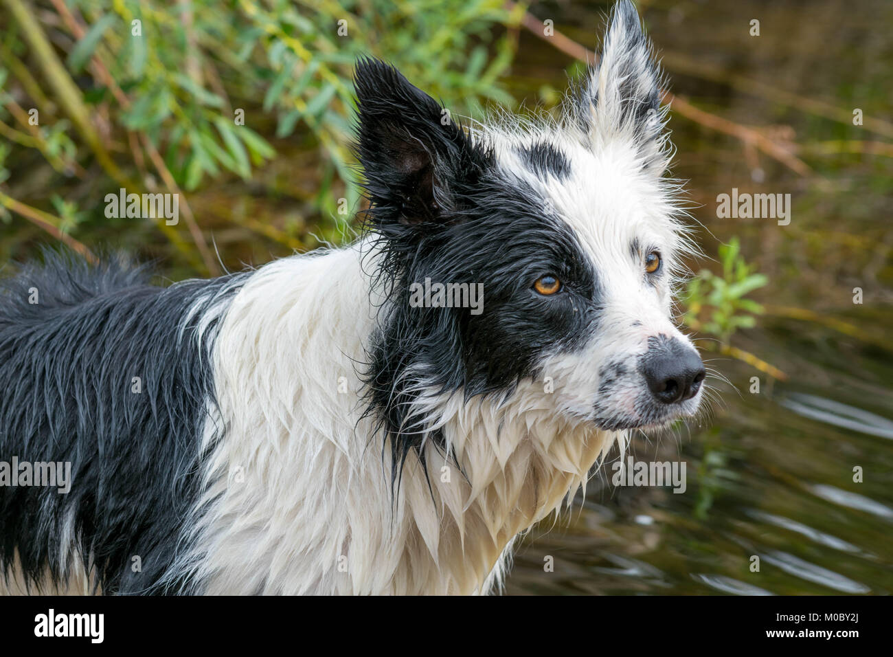 Nass schwarze und weiße piebald Collie dog portrait Stockfoto