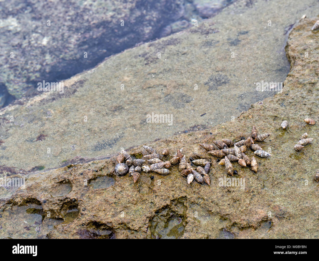 Seeschnecke, am Rande des Wassers. Ligurien, Italien. Weniger als 2 cm groß. Stockfoto