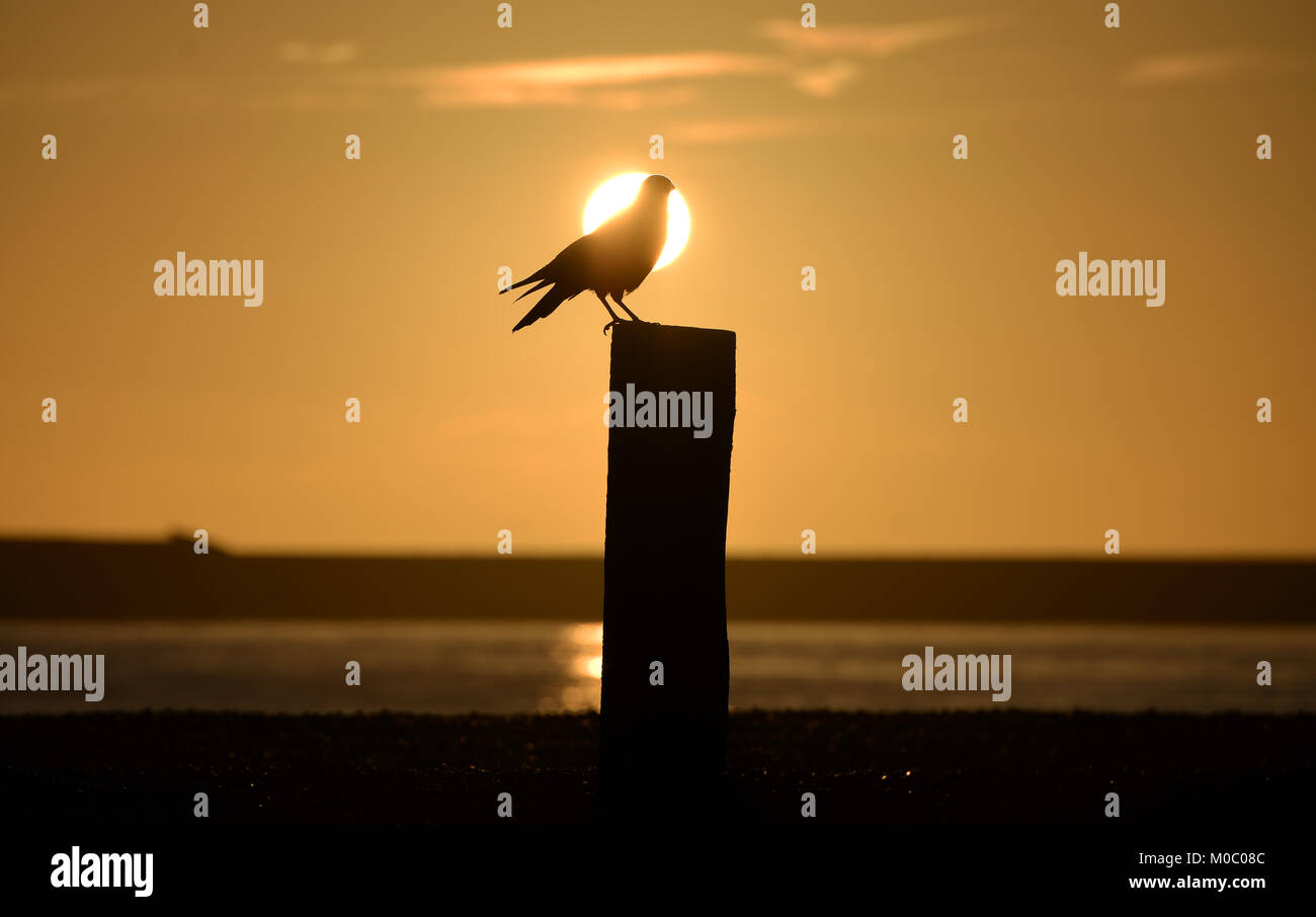 Krähe von der untergehenden Sonne an der Sussex coast silhouetted, Newhaven, Großbritannien Stockfoto