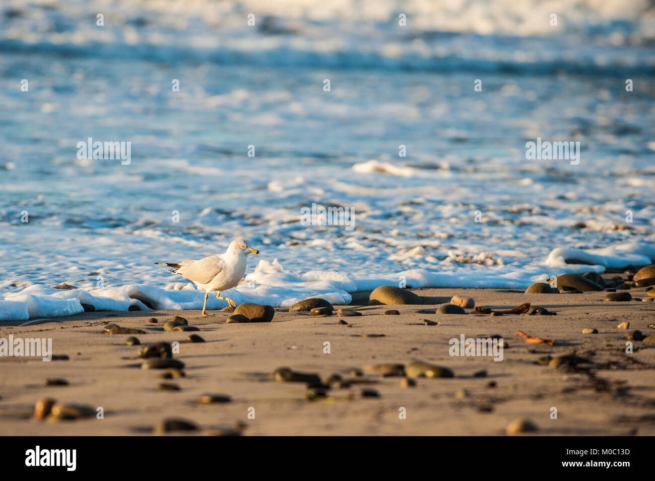 Graue und weiße Möwe beeilen, um vor dem schäumenden Wasser plätschern am Strand Ufer zu bleiben. Stockfoto