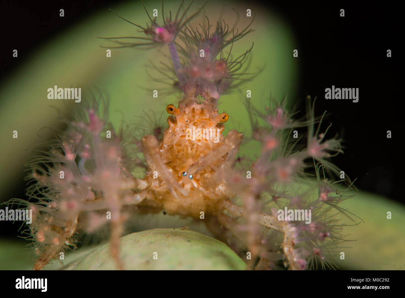 Dekorateur crab während einer Nacht tauchen Sie im Komodo National Park, sitzt auf einem grünen Salat Korallen aus, die Korallen auf dem Körper platziert werden Stockfoto