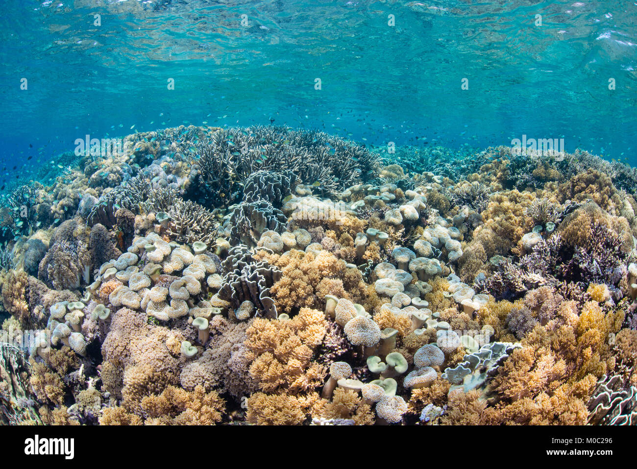Pristine, farbenfrohe Korallenriff in einwandfreiem Wasser Bedingungen von Komodo National Park. Riffe dieser gesunden verschwinden schnell aufgrund der globalen Erwärmung. Stockfoto