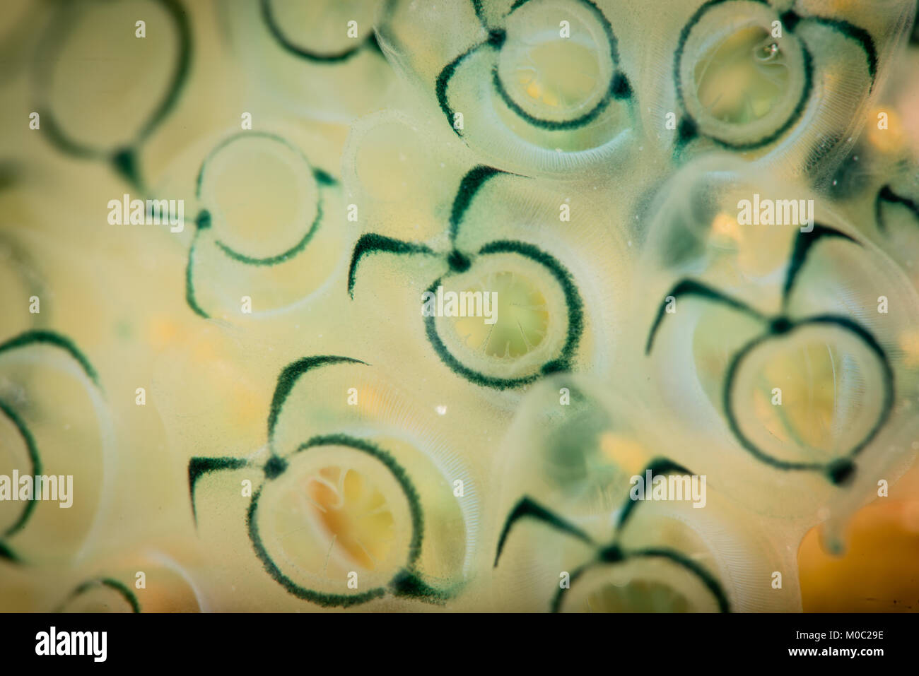 Eine Kolonie von niedlichen Meer Manteltiere, wie ein Lächeln, Doraemon, diese Themen sind sehr klein und zu dienen, das Gesicht müssen sehr nah an, um es zu bekommen Stockfoto