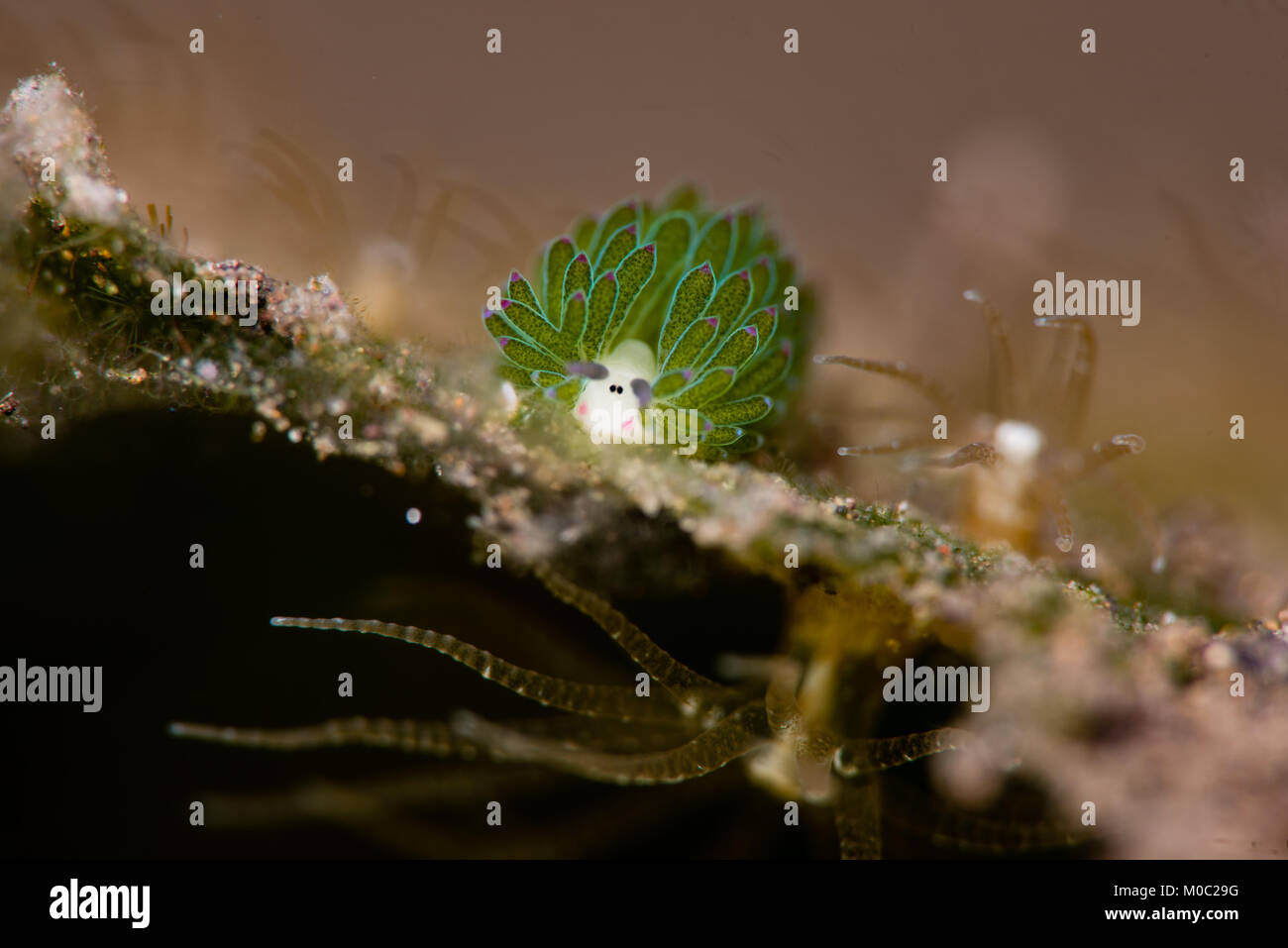 Shaun das Schaf oder Sean, costasiella Usagi, auf dem Meer Gras, wo es RSS-Feeds und legt die Eier. Stockfoto