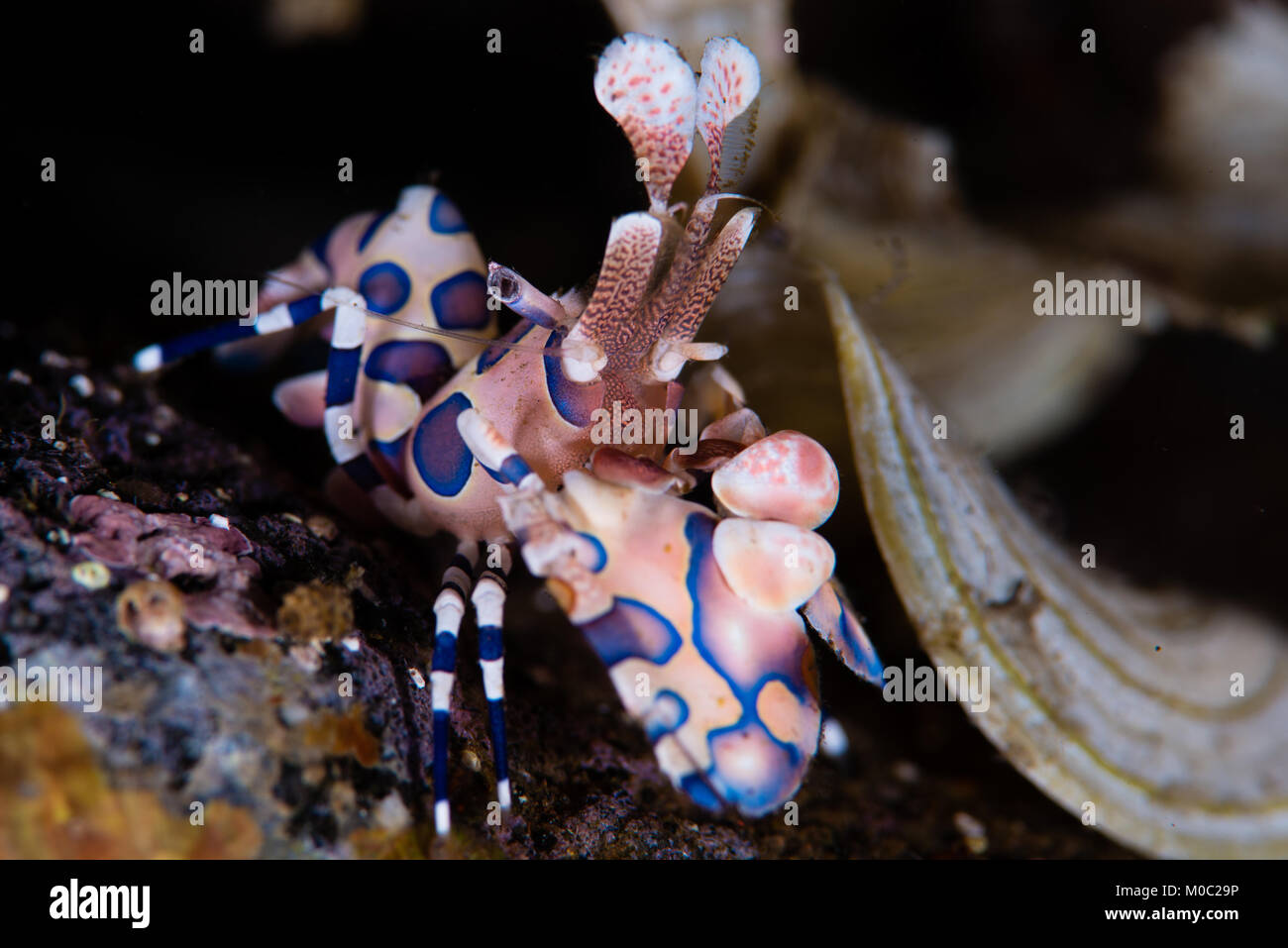 Ein harlekingarnele, Hymenocera picta fotografiert Bei einem Nachttauchgang vom Vulkan der sangeang vor der Küste von Sumbawa. Stockfoto