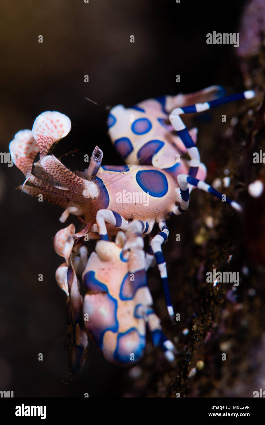 Ein harlekingarnele, Hymenocera picta fotografiert Bei einem Nachttauchgang vom Vulkan der sangeang vor der Küste von Sumbawa. Stockfoto