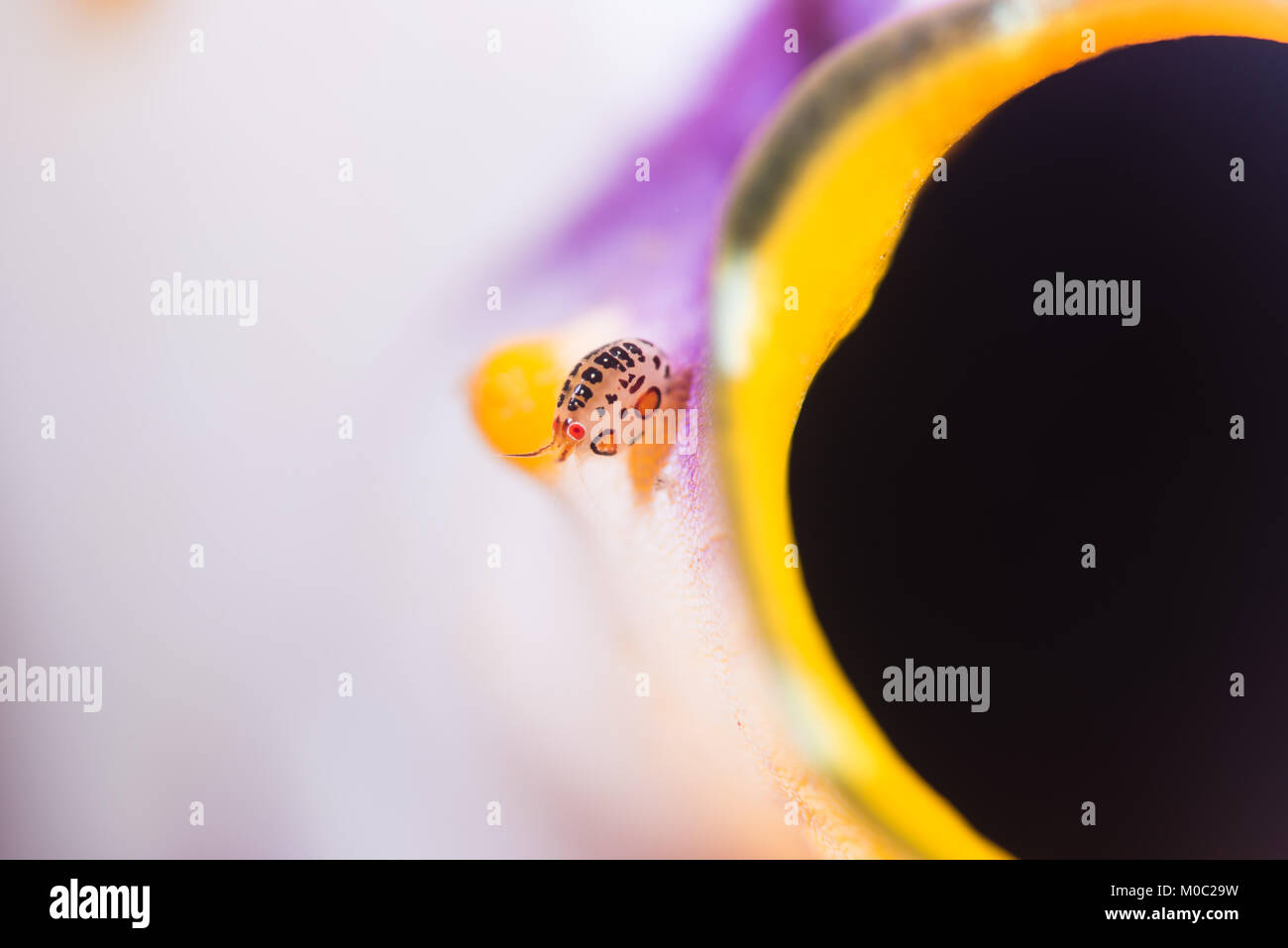 Die Dame Bug amphipod möglicherweise einer der kleinsten Makro unterliegen, für Fotografen zu schießen. Diese lady Bug wurde immer wieder auf das Meer sprizen. Stockfoto