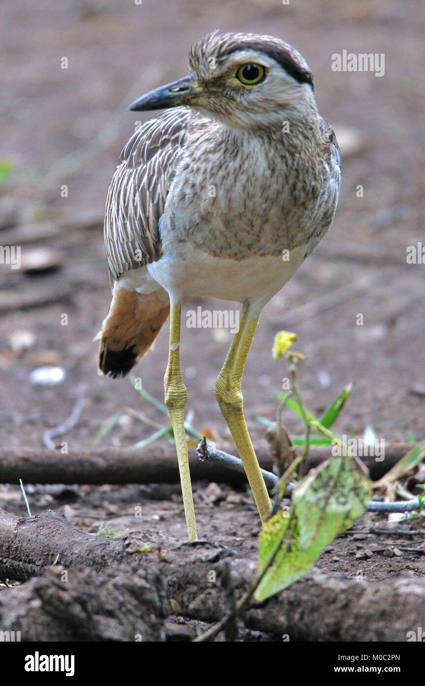 Costa Rica Vogelwelt Stockfoto