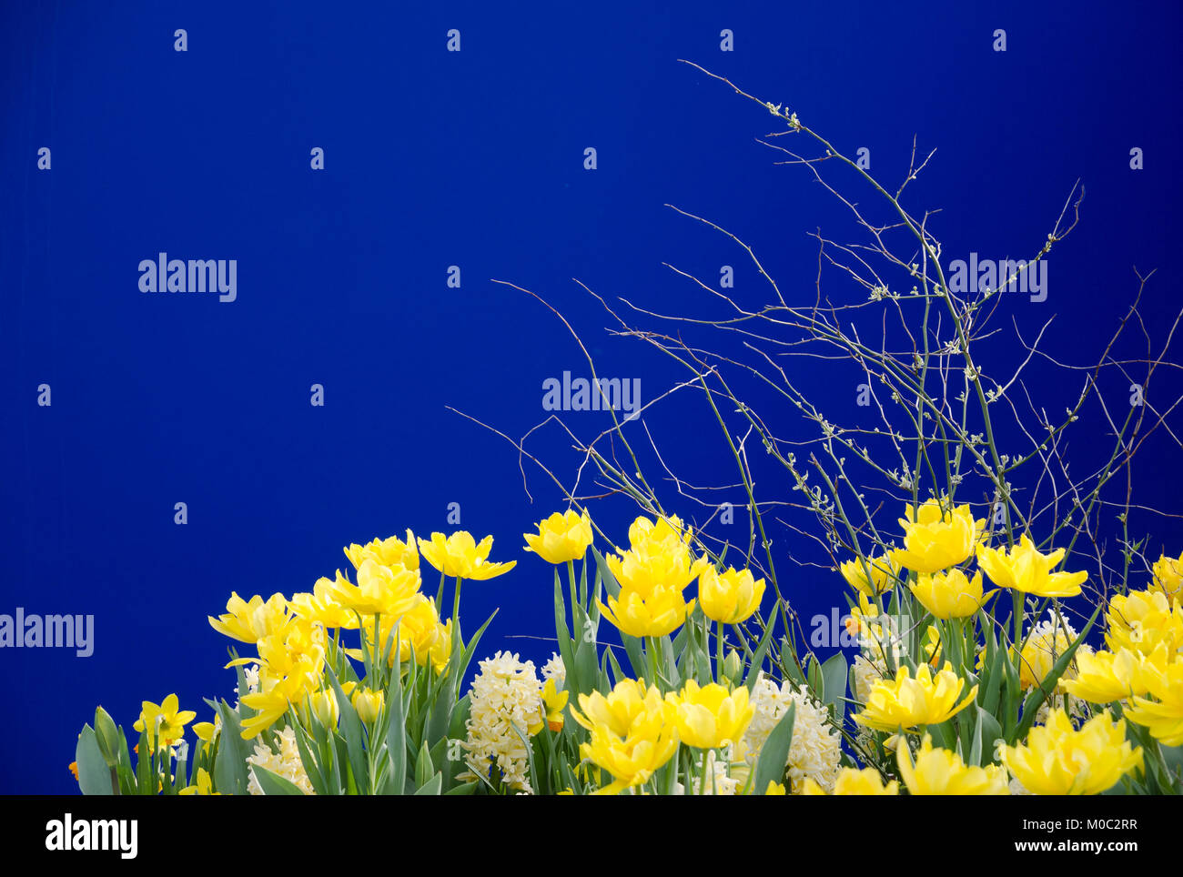 Gelbe Tulpen vor blauer Wand Stockfoto