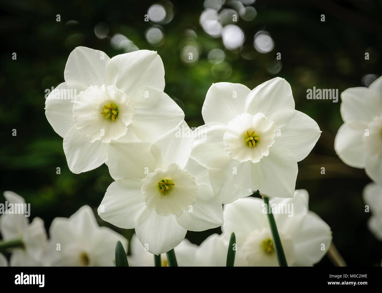 Keukenhof, Lisse, Niederlande Stockfoto