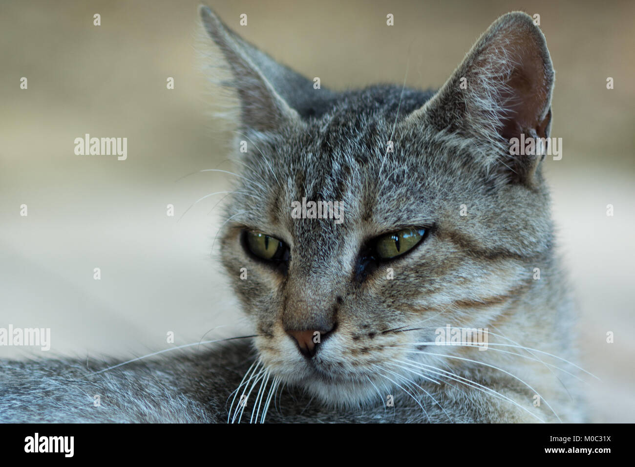 Haus Katze in Fulgatore Stockfoto
