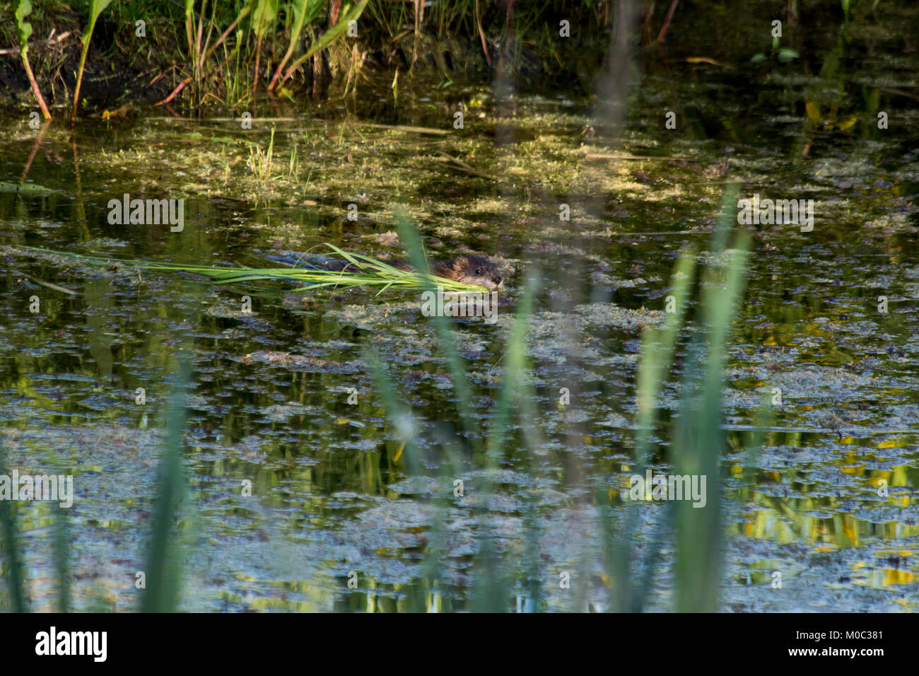 Nutrias schwimmen in Rietzer See (See Rietz), einem Naturschutzgebiet in der Nähe der Stadt Brandenburg im Nordosten Deutschlands mit zwei flachen Seen und viel w Stockfoto
