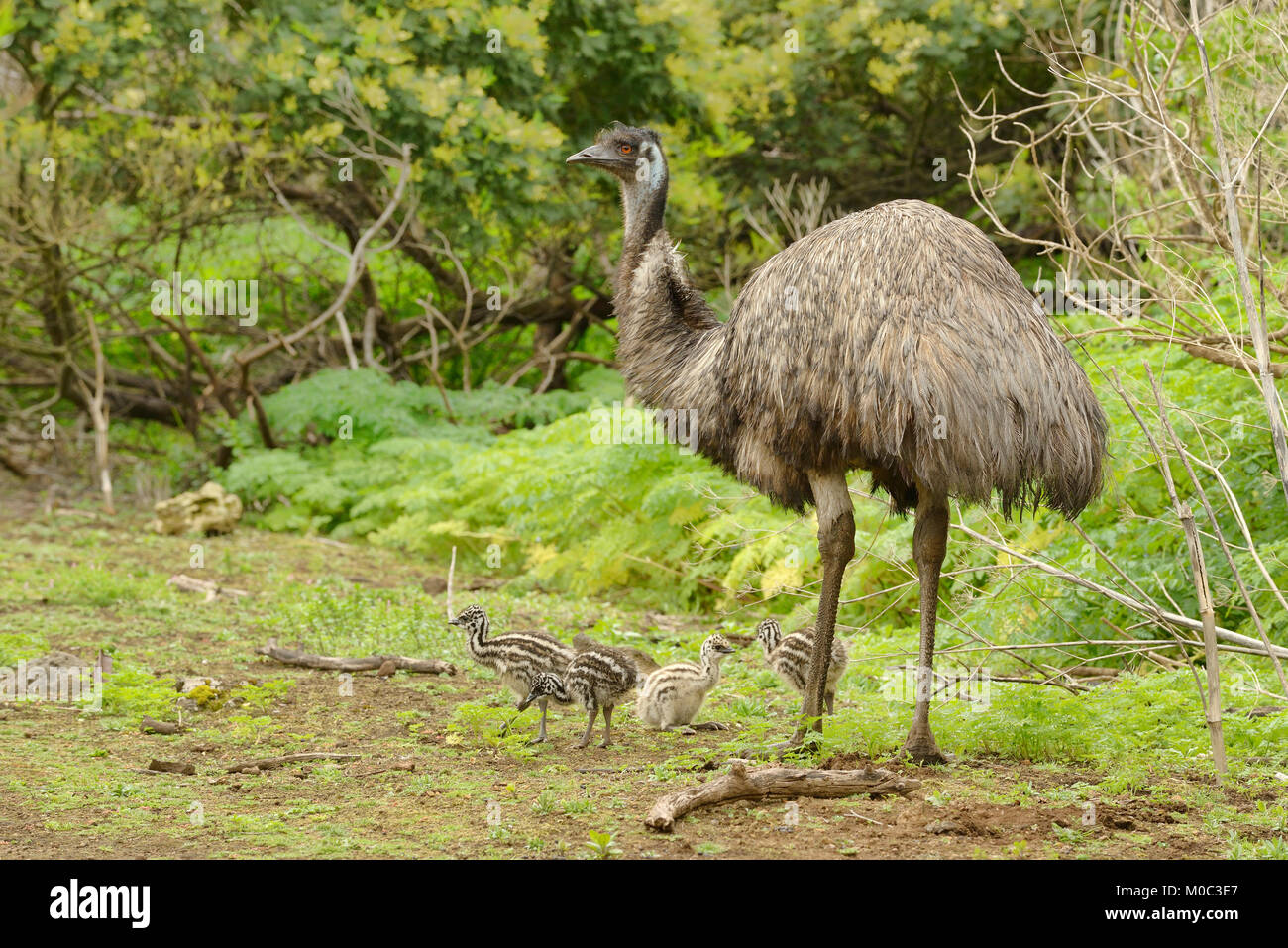 Emu Dromaius novaehollandiae Männlich mit Küken fotografiert in Victoria, Australien Stockfoto