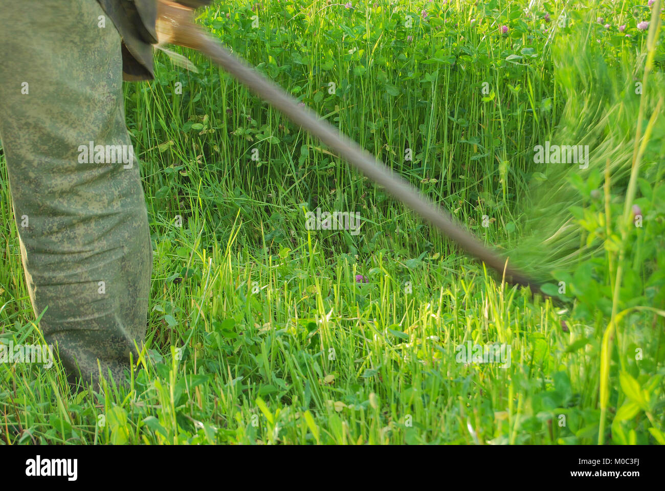 Das Gras mähen von Hand ist eine Sense. Der Prozess des Arbeitens in Bewegung Stockfoto