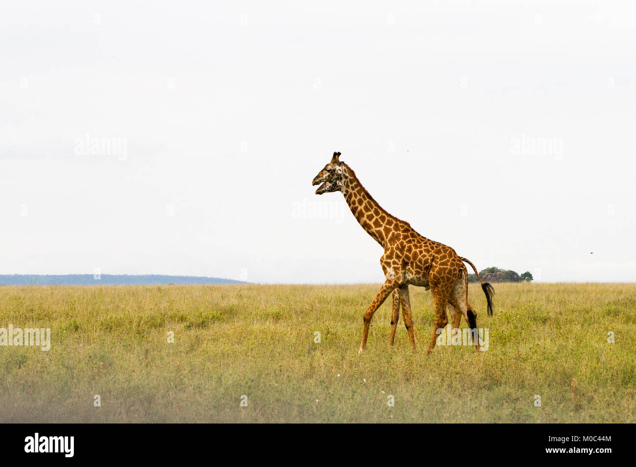 Die Giraffe (GIRAFFA), Gattung der Afrikanischen selbst-toed ungulate Säugetiere, die größten lebenden Landtiere und die größte Wiederkäuer, Teil der Big Fiv Stockfoto