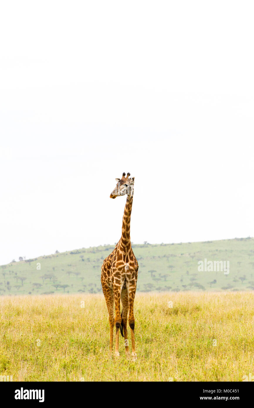 Die Giraffe (GIRAFFA), Gattung der Afrikanischen selbst-toed ungulate Säugetiere, die größten lebenden Landtiere und die größte Wiederkäuer, Teil der Big Fiv Stockfoto