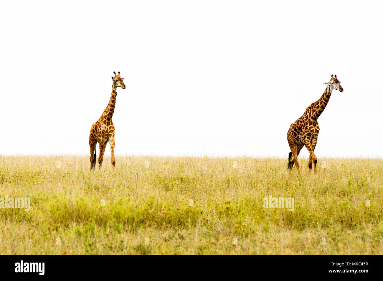 Die Giraffe (GIRAFFA), Gattung der Afrikanischen selbst-toed ungulate Säugetiere, die größten lebenden Landtiere und die größte Wiederkäuer, Teil der Big Fiv Stockfoto