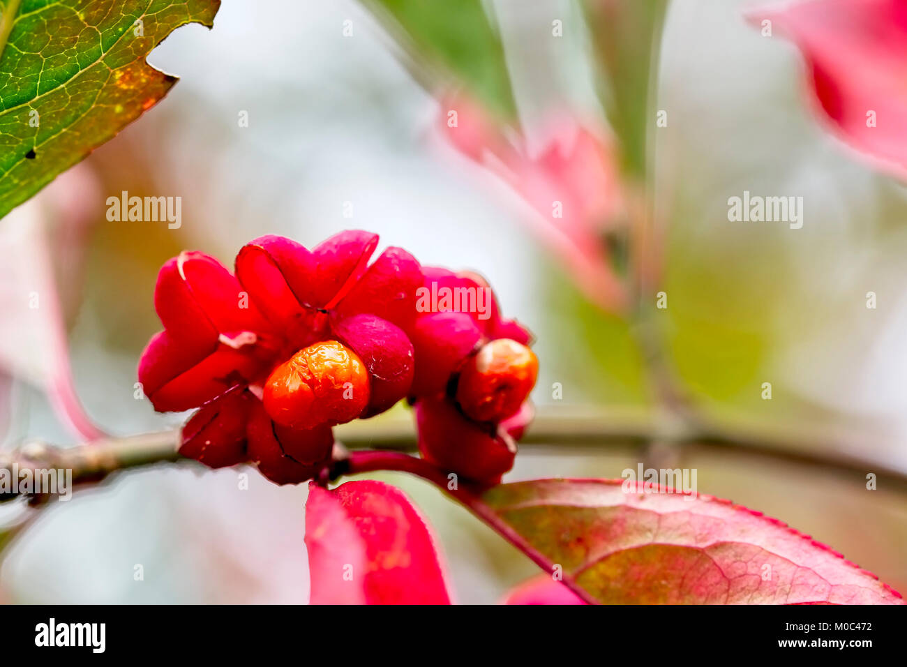 Reife Beeren und Samen auf einer Spindel Baum (Euonymus europaeus), West Sussex, England, UK. Stockfoto