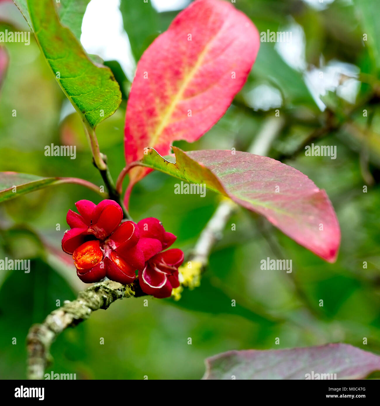 Reife Beeren und Samen auf einer Spindel Baum (Euonymus europaeus), West Sussex, England, UK. Stockfoto