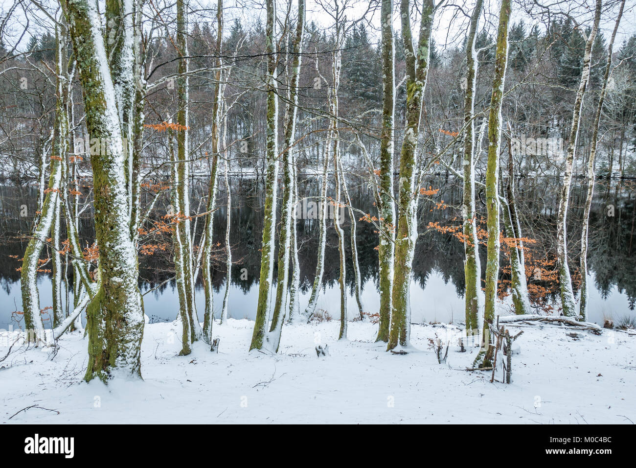 Reflexion in Lac de Faux durch die Bäume im Winter gesehen Stockfoto