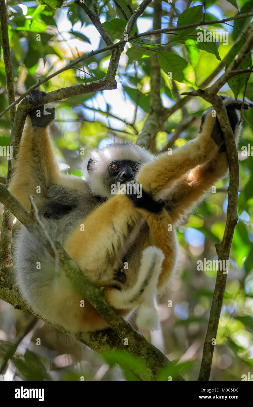 Diademed Sifaka - Propithecus diadema, Ostküste Regenwald, Madagaskar. Bedrohten Lemuren von Madagaskar Regenwald. Cute Primas Stockfoto