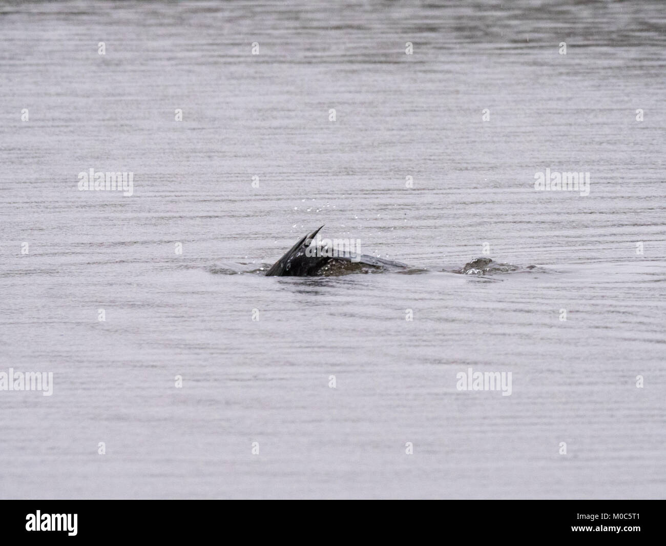 Ein Kormoran (Phalacrocorax carbo) Tauchen im Regen auf Kriminalität See bei Daisy Nook in Oldham, Manchester Stockfoto