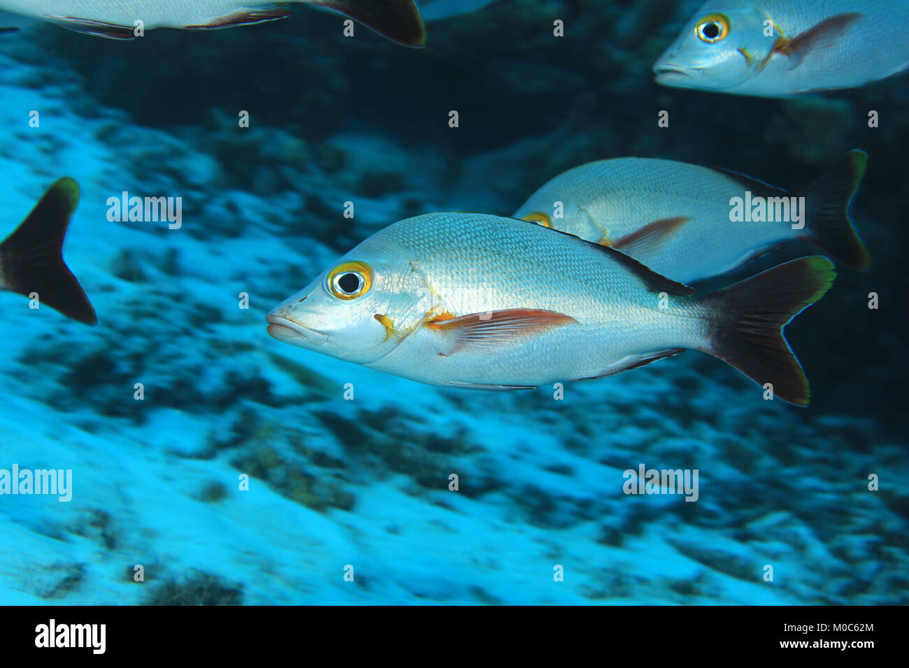 Buckelwale Red Snapper (Lutjanus gibbus) unter Wasser auf den Malediven Stockfoto