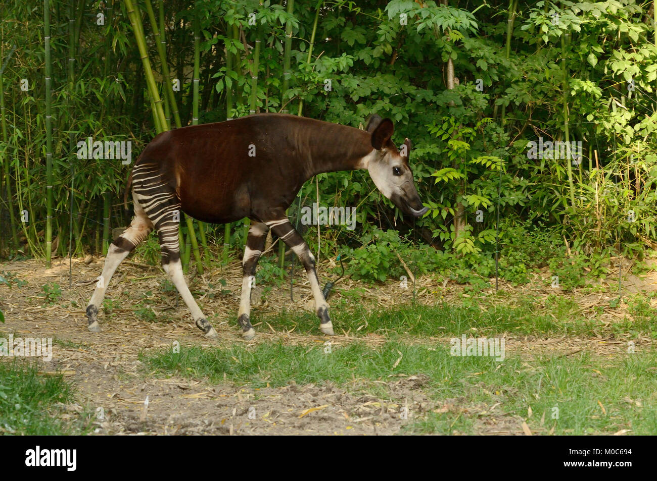 Okapi Okapia johnstoni Endangered Species Captive Stockfoto