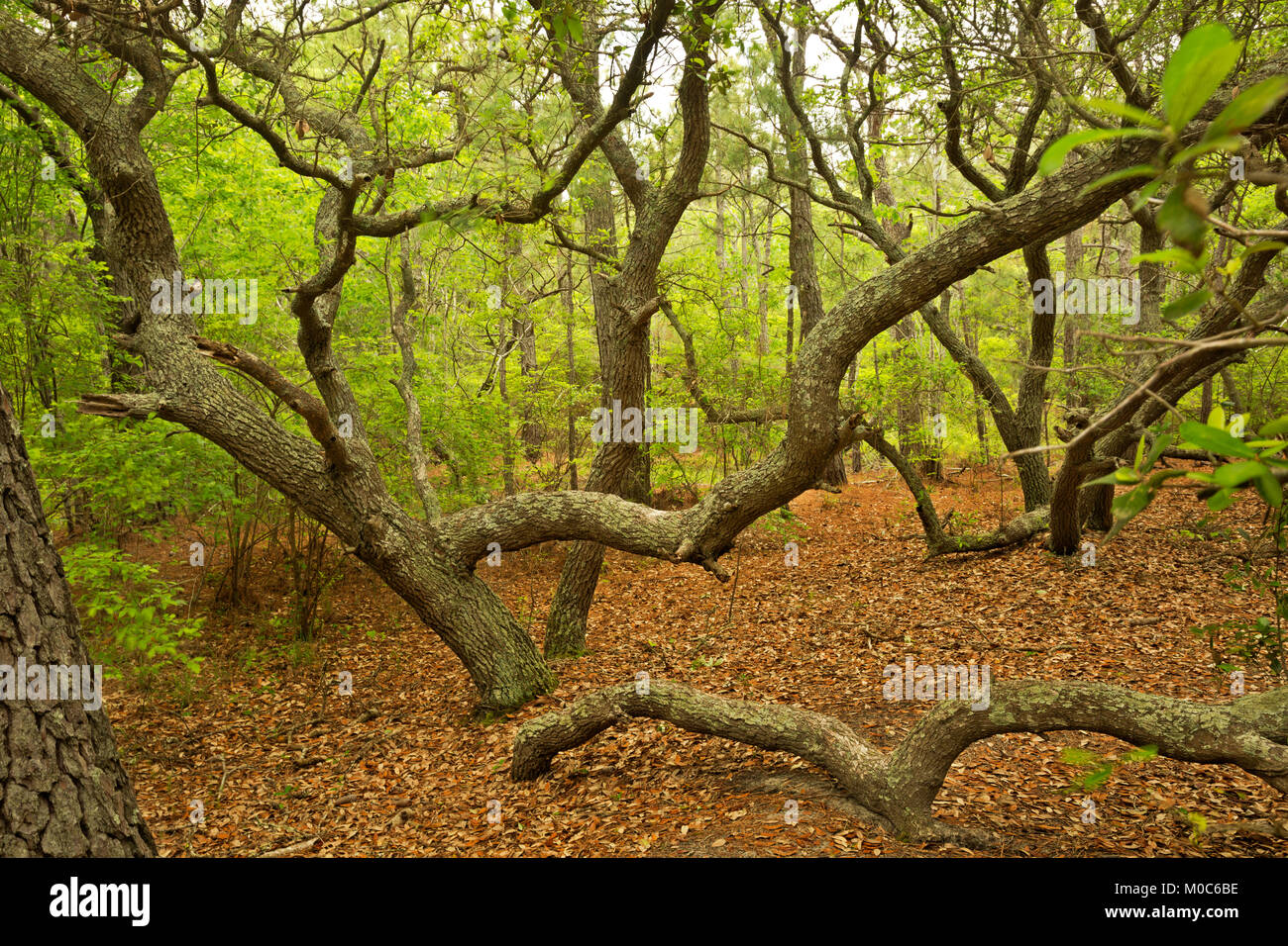 NC-01375-00... NORTH CAROLINA - Live Oak Bäume entlang der Strecke durch eine Eiche und Loblolly Pine Forest in die Currituck Banken Reserve auf die Outer Banks Stockfoto