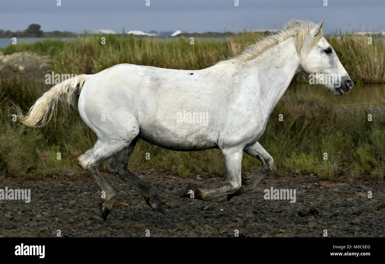 Portrait der Running White Camargue Pferd im Parc Regional de Camargue Stockfoto