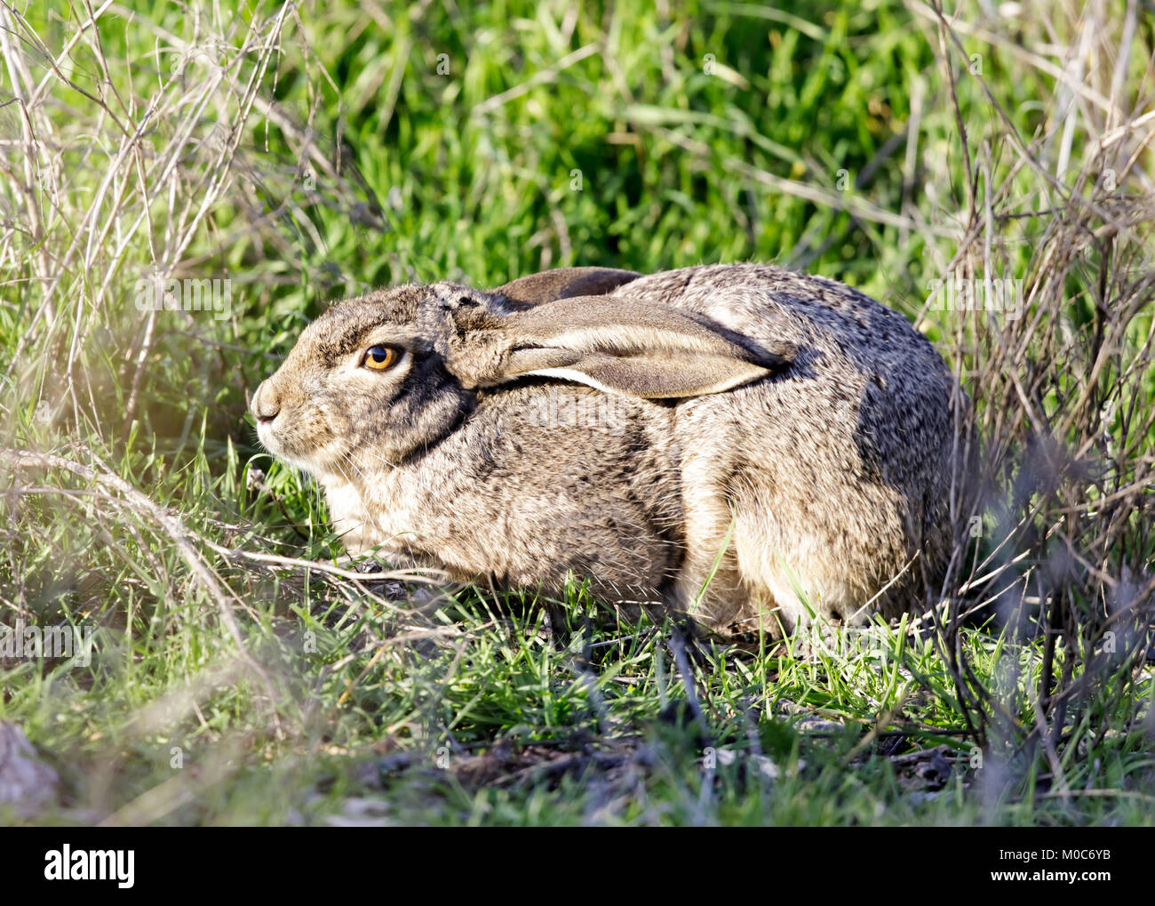Schwarz-tailed Jackrabbit (Lepus Californicus) liegend mit Ohren umklappen und versteckt sich in Alarmbereitschaft. Stockfoto
