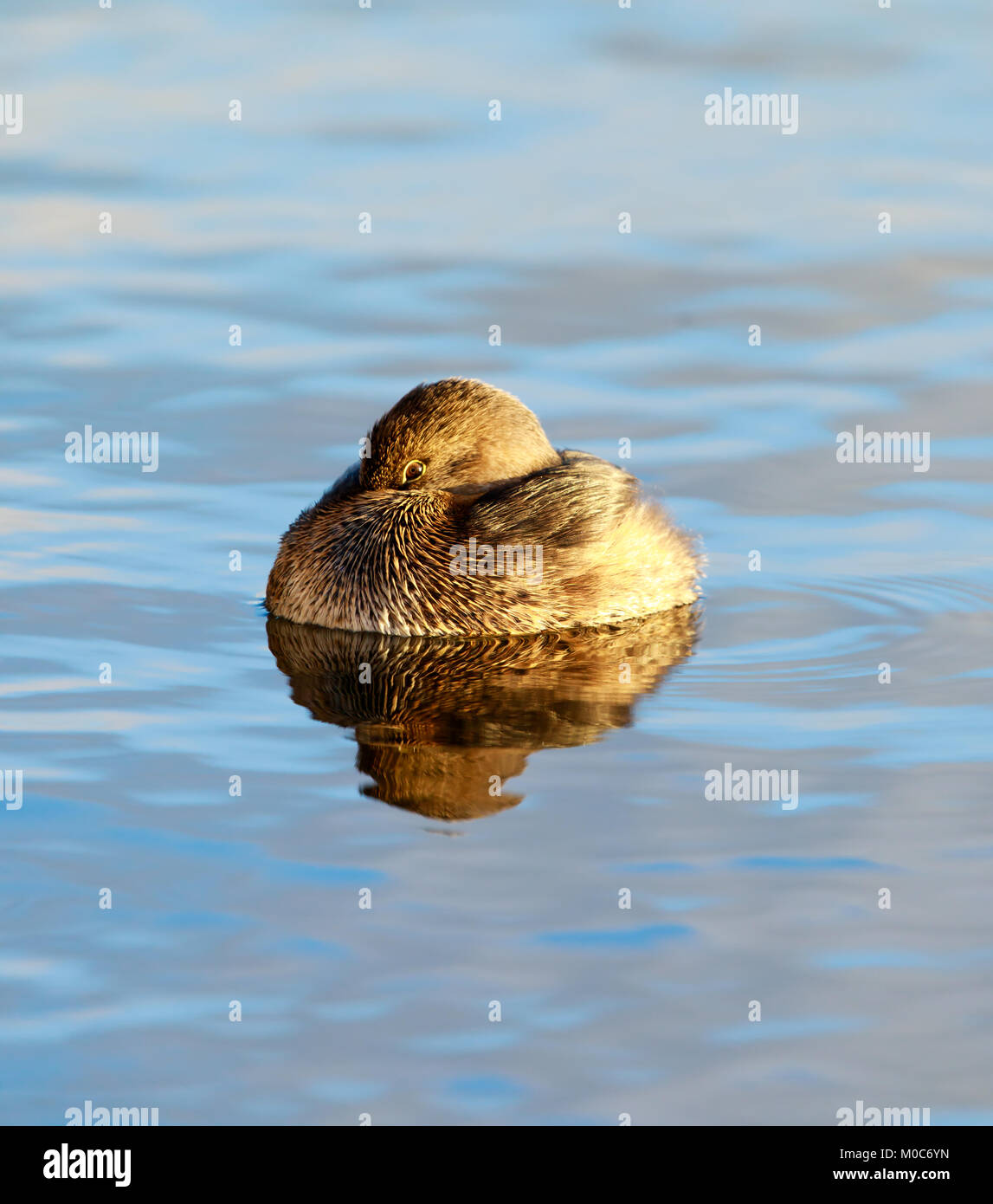 Pied-billed grebe (Podilymbus podiceps) Stockfoto