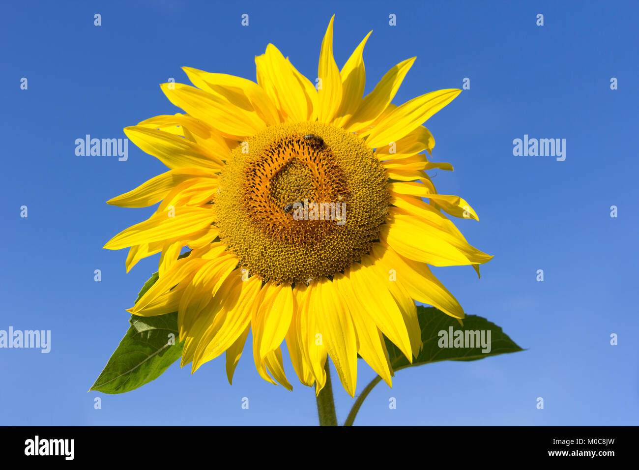 Bereich der Blüte Sonnenblumen mit Bienen Honig sammeln Stockfoto