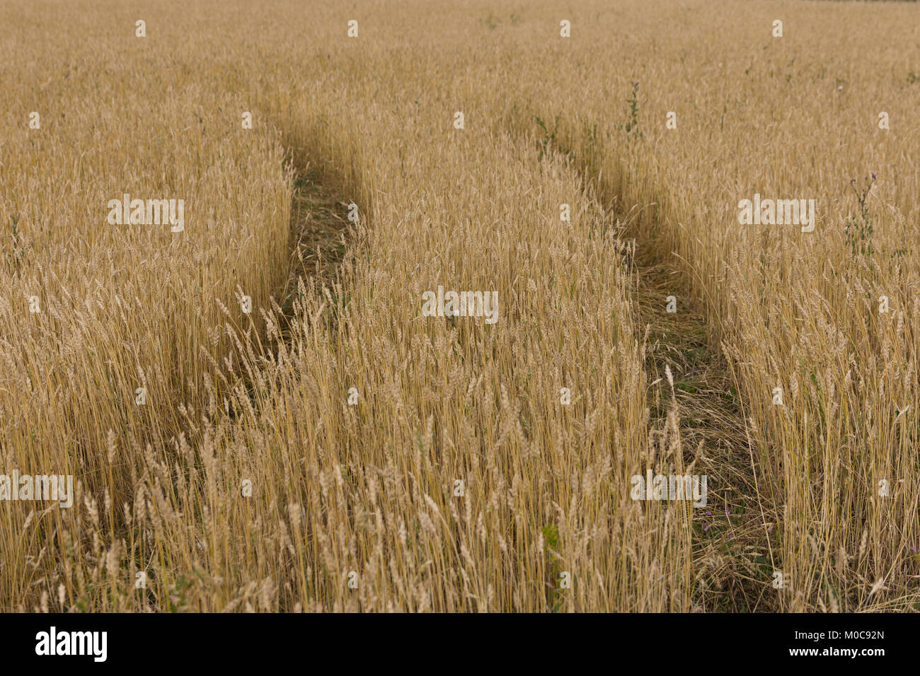 Gelbe Körner bereit für die Ernte wächst in einer Farm. Stockfoto