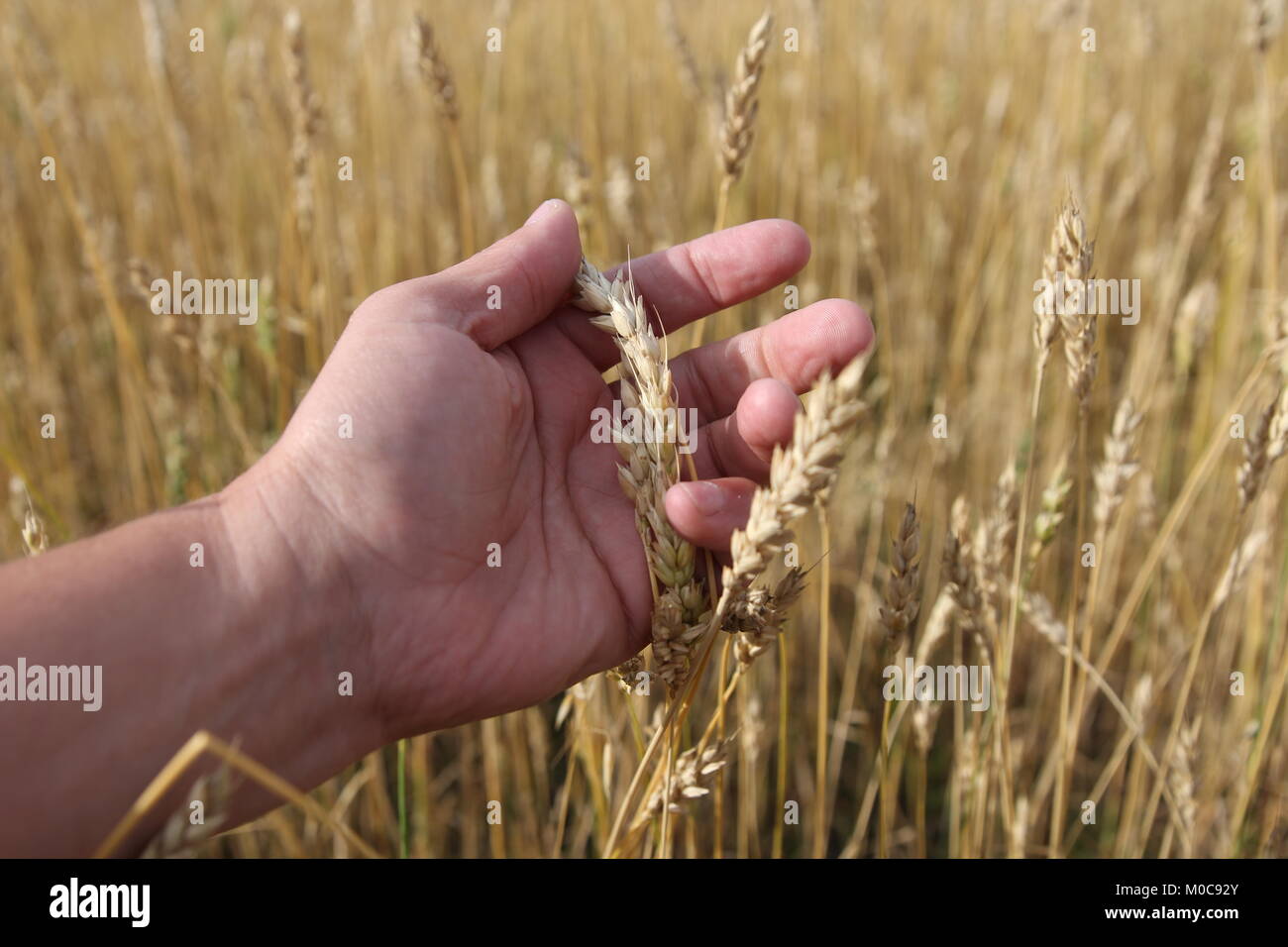 Landwirt in Feld berühren seine Ähren Stockfoto