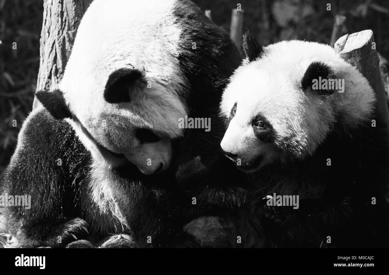Zwei Pandas sind umarmen und zusammen frolic Stockfoto