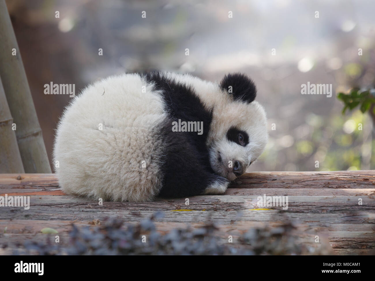 Ein Baby Panda liegt schlafend Stockfoto