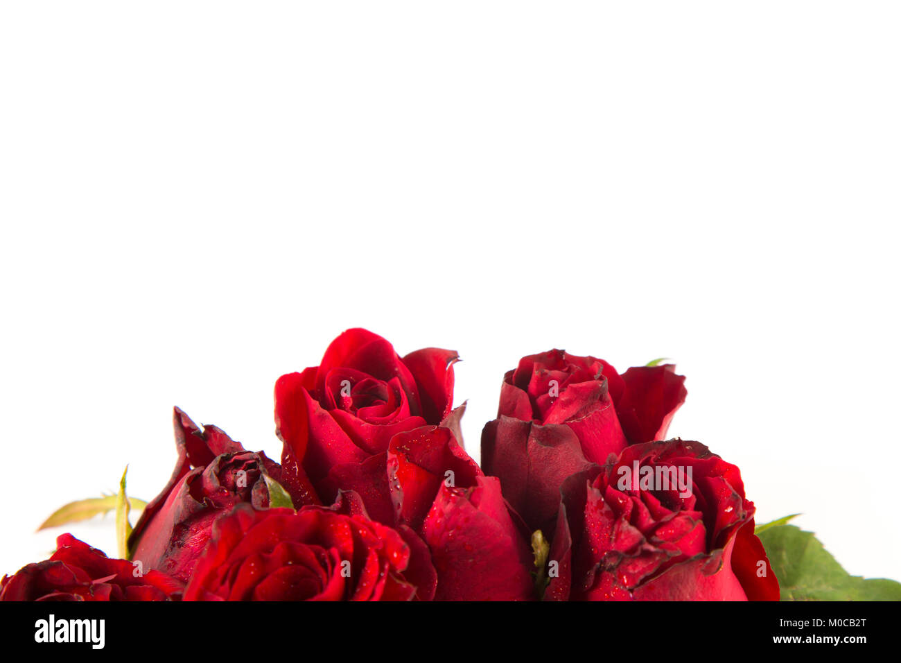 Grenze von frischem Schöne rote Garten Rosen auf weißem Hintergrund. Grußkarte mit einem roten Rosen und Platz für Text mit als Liebe, Valentine, da Stockfoto