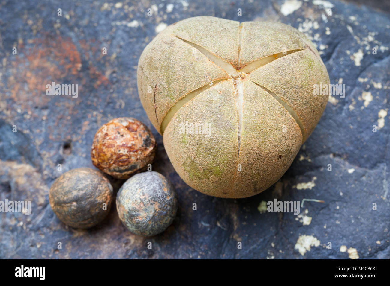 (Aleurites rockinghamensis Candlenut) reife Früchte und Samen. Cow Bay. Daintree National Park. Queensland. Australien. Stockfoto