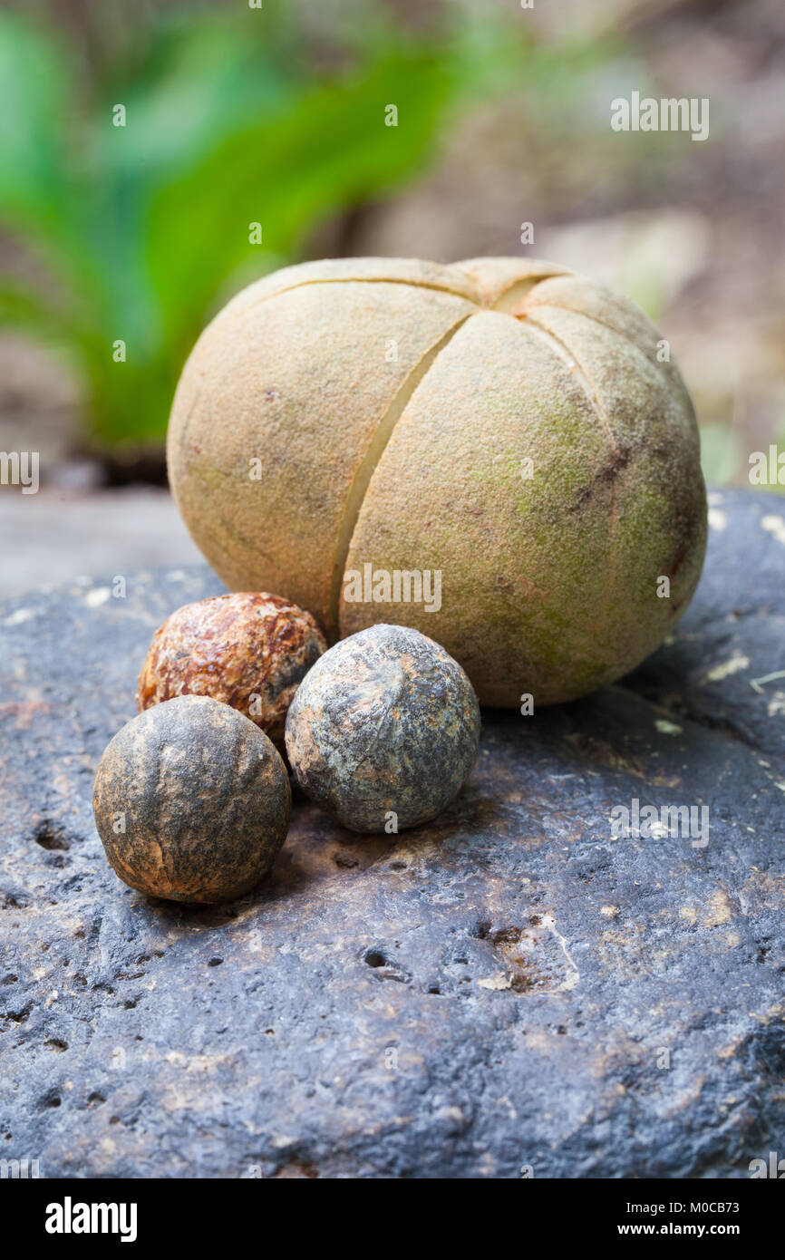 (Aleurites rockinghamensis Candlenut) reife Früchte und Samen. Januar 2018. Cow Bay. Daintree National Park. Queensland. Australien. Stockfoto