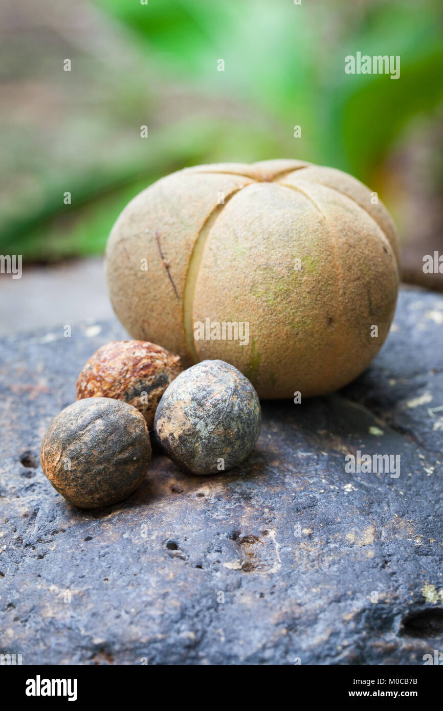 (Aleurites rockinghamensis Candlenut) reife Früchte und Samen. Januar 2018. Cow Bay. Daintree National Park. Queensland. Australien. Stockfoto