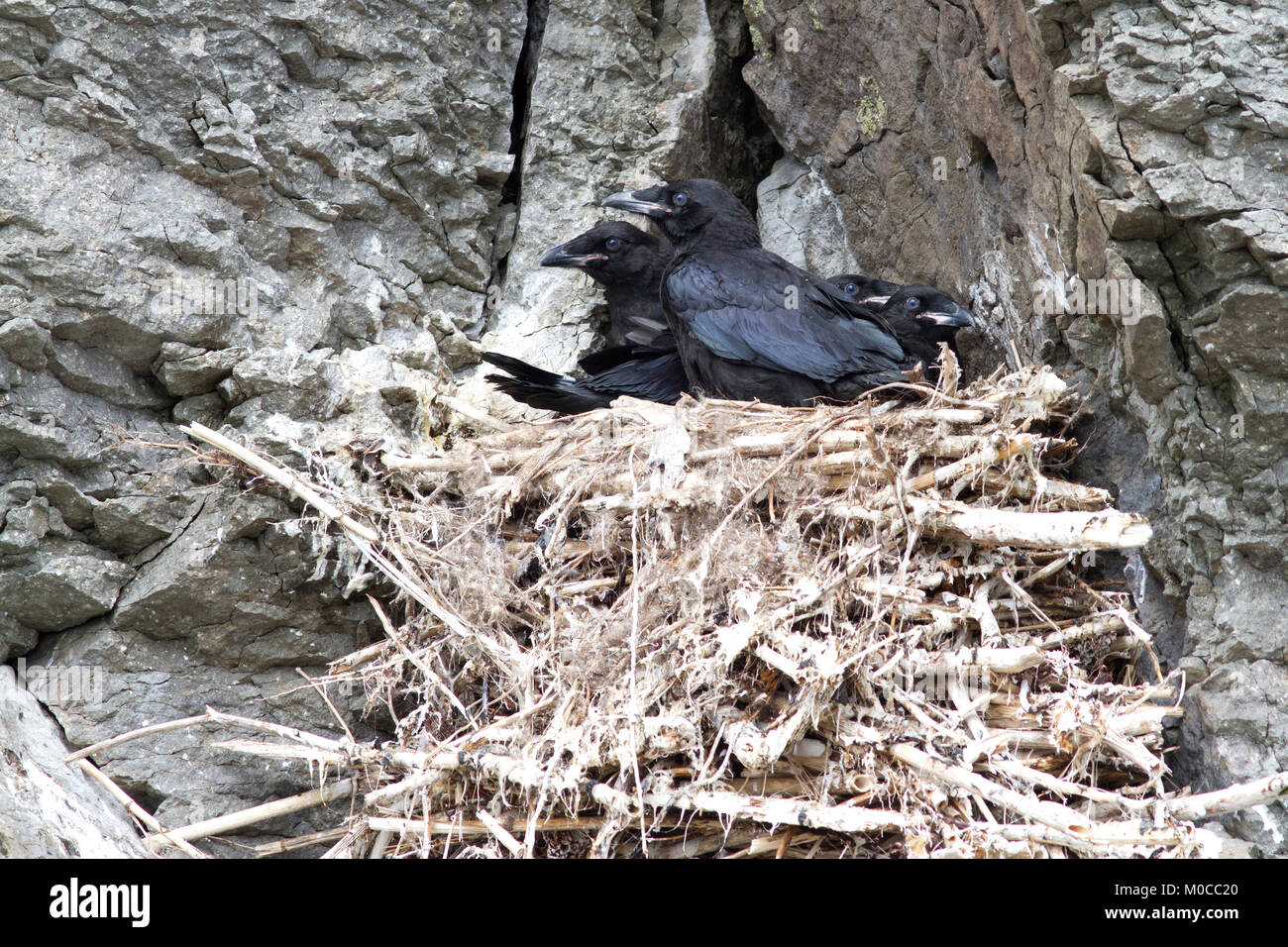 Raven Küken im Nest auf einem Felsen auf einem felsigen Hügel sitzen Stockfoto