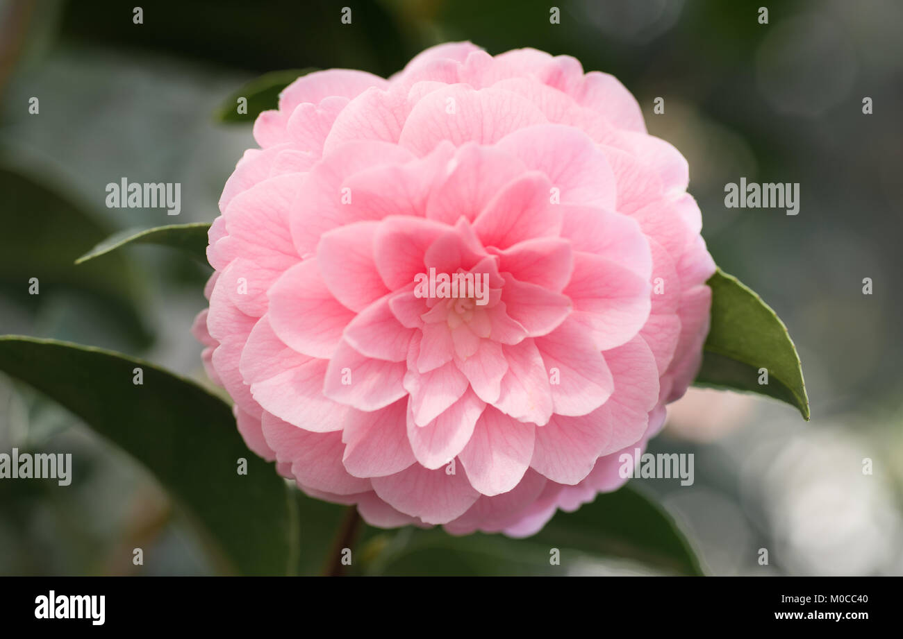 Camellia - kamelienblüte Stockfoto