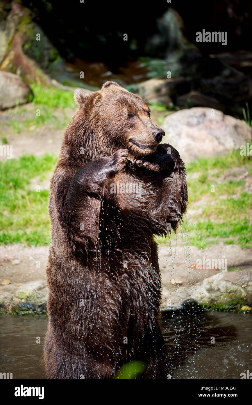Braunbär (Ursus arctos) ist die am weitesten verbreitet und ist in weiten Teilen der nördlichen Eurasien und Nordamerika gefunden. Stockfoto